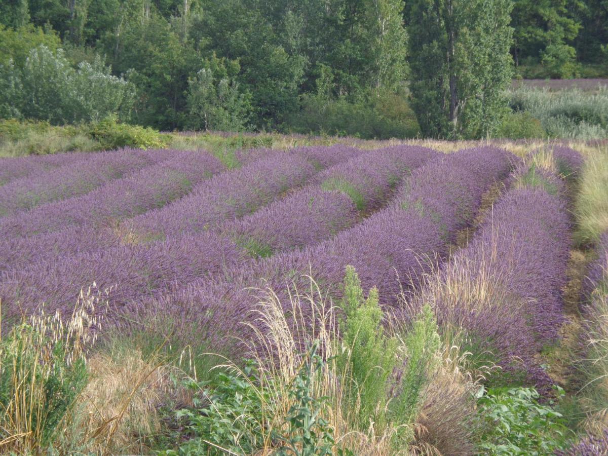 피오레크 Santolines En Provence B&B 외부 사진